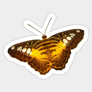 Clipper butterfly Sticker